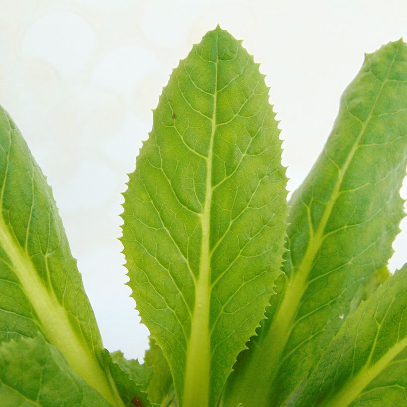 Primula secundiflora - Primrose (Foliage)