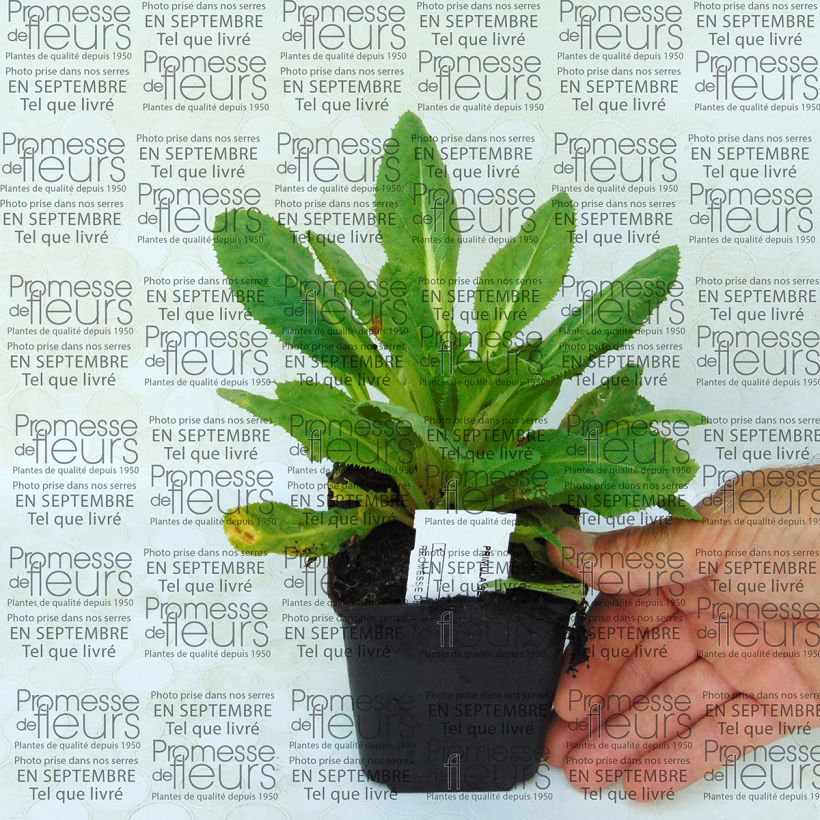 Example of Primula secundiflora - Primrose 8/9 cm pot specimen as delivered