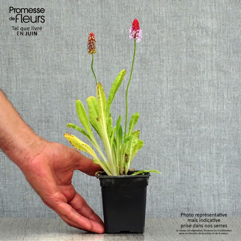 Primula vialii - Vial's Primrose 7/8 cm pot sample as delivered in summer