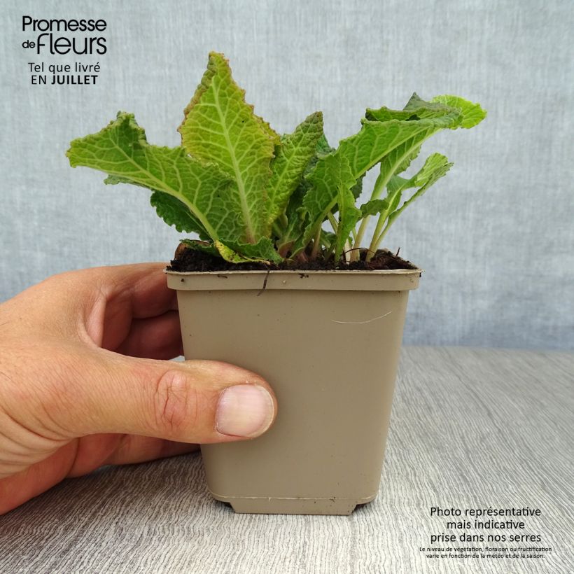 Primula vulgaris Strong Beer - English Primrose 8/9 cm pot sample as delivered in summer
