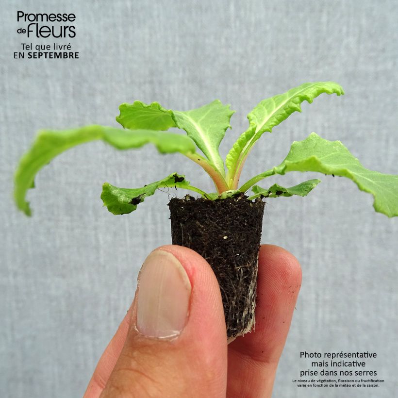 Primrose F1 Rosanna Mix Plug plant 1.5/2.5 cm sample as delivered in autumn