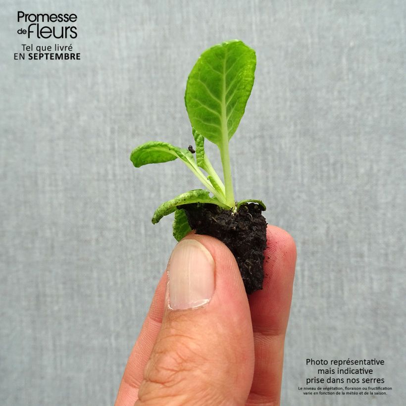 Primula vulgaris Scentsation Red Cream- English Primrose Plug plant 1.5/2.5 cm sample as delivered in autumn