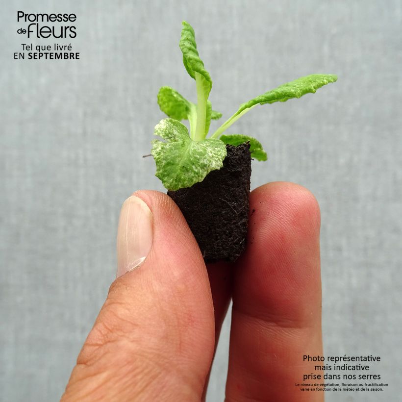 Primula vulgaris Scentsation Yellow Cream- English Primrose Plug plant 1.5/2.5 cm sample as delivered in autumn