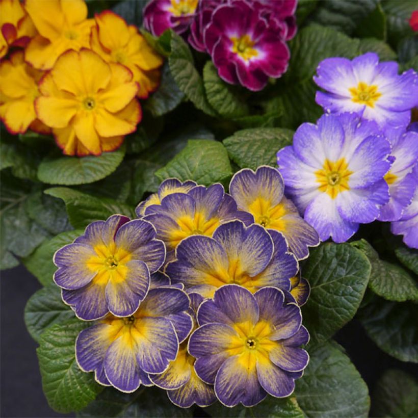 Primrose F1 Starflame Mix (Flowering)