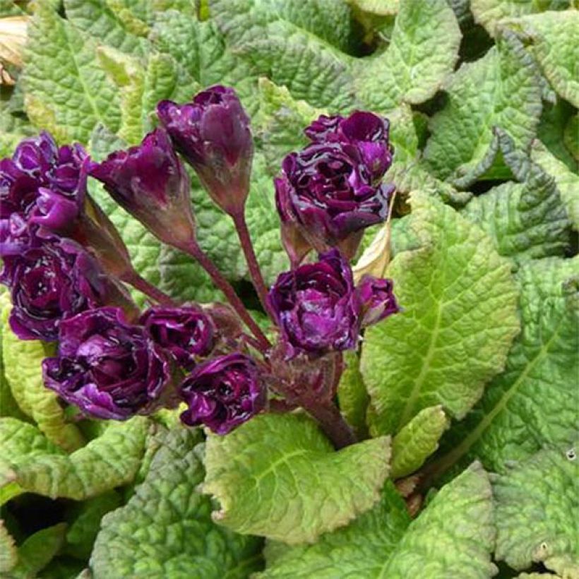 Primula vulgaris Strong Beer - English Primrose (Flowering)