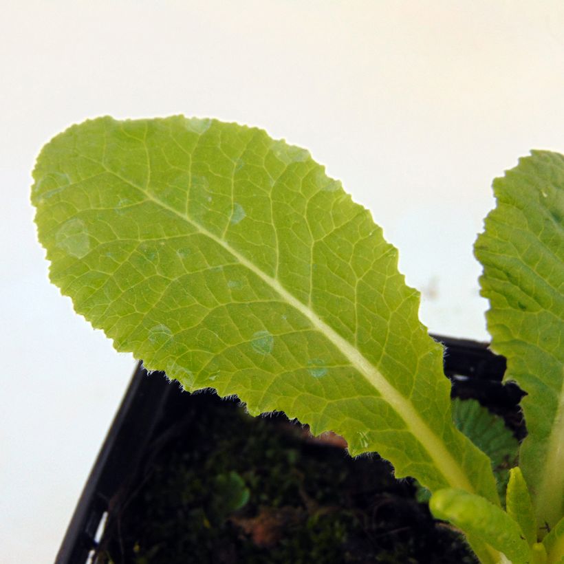 Primula vulgaris - English Primrose (Foliage)