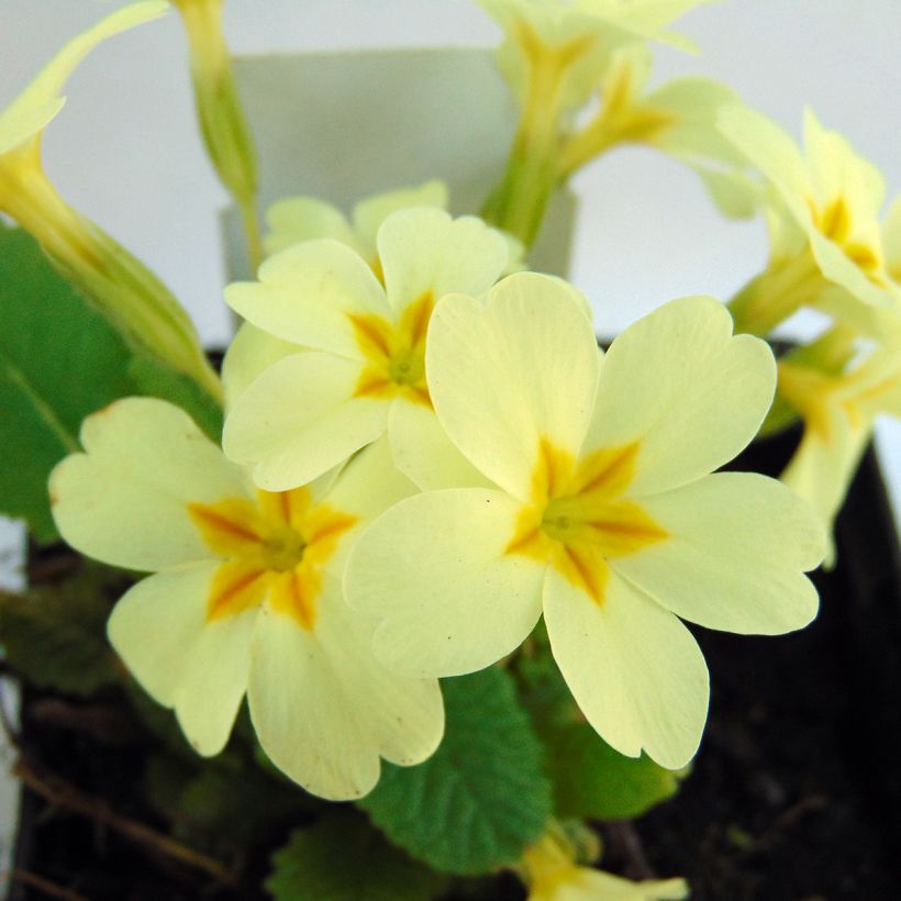 Primula vulgaris - English Primrose (Flowering)