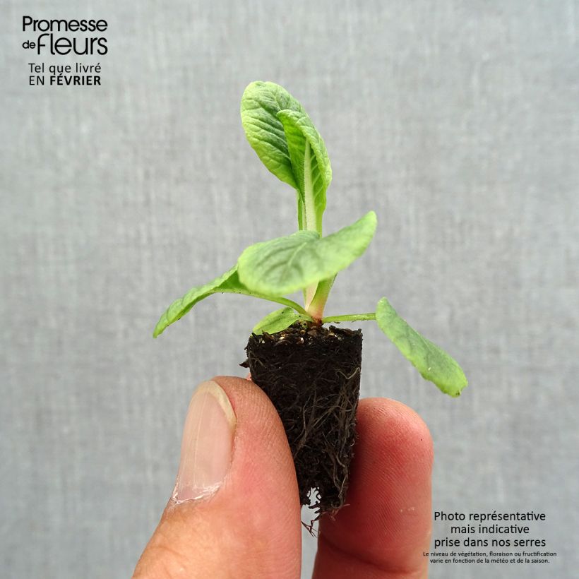 Primula vulgaris Zebra Blue- English Primrose Plug plant 1.5/2.5 cm sample as delivered in autumn