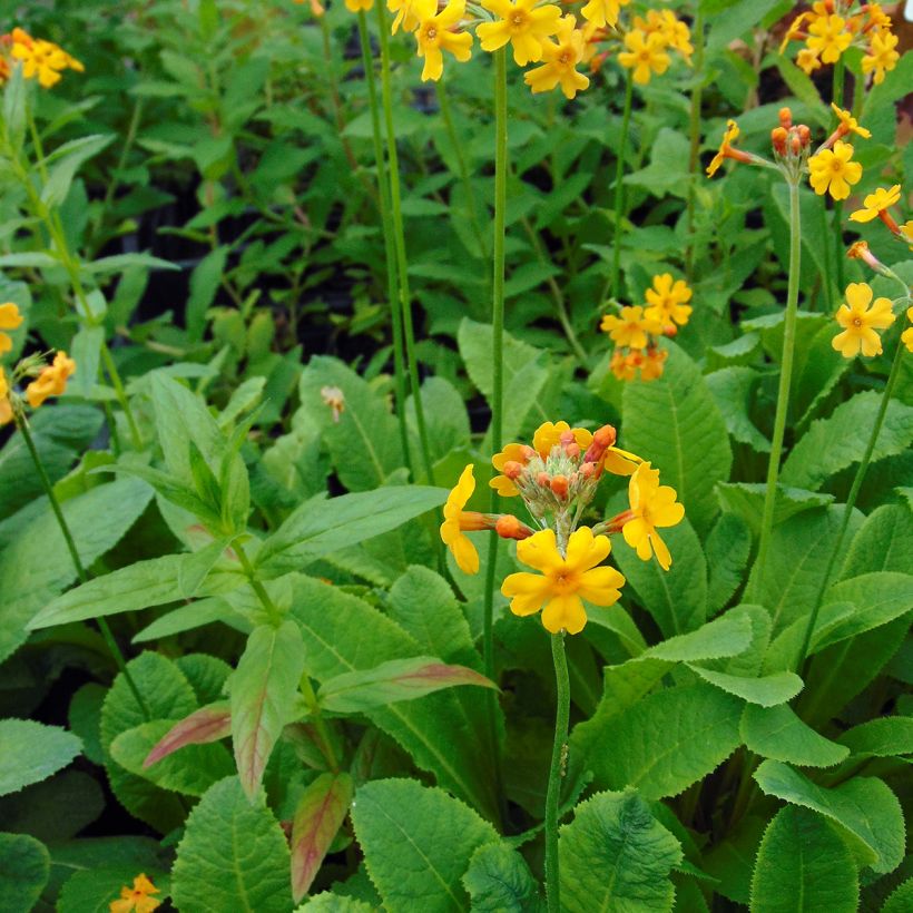 Primula bulleyana - Primrose (Plant habit)