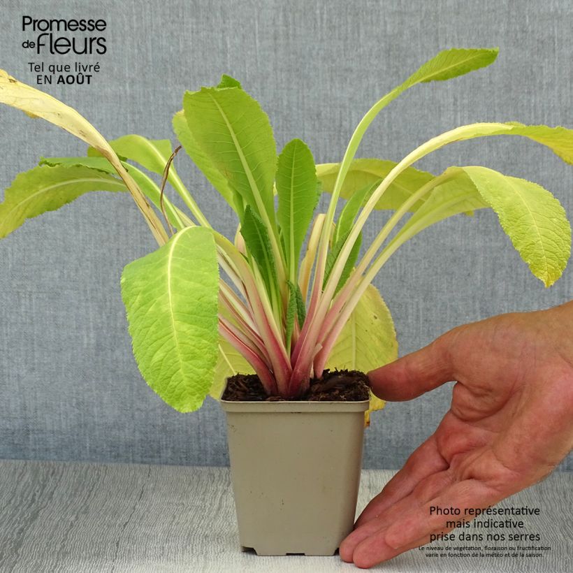 Primula bulleyana - Primrose 8/9 cm pot sample as delivered in summer