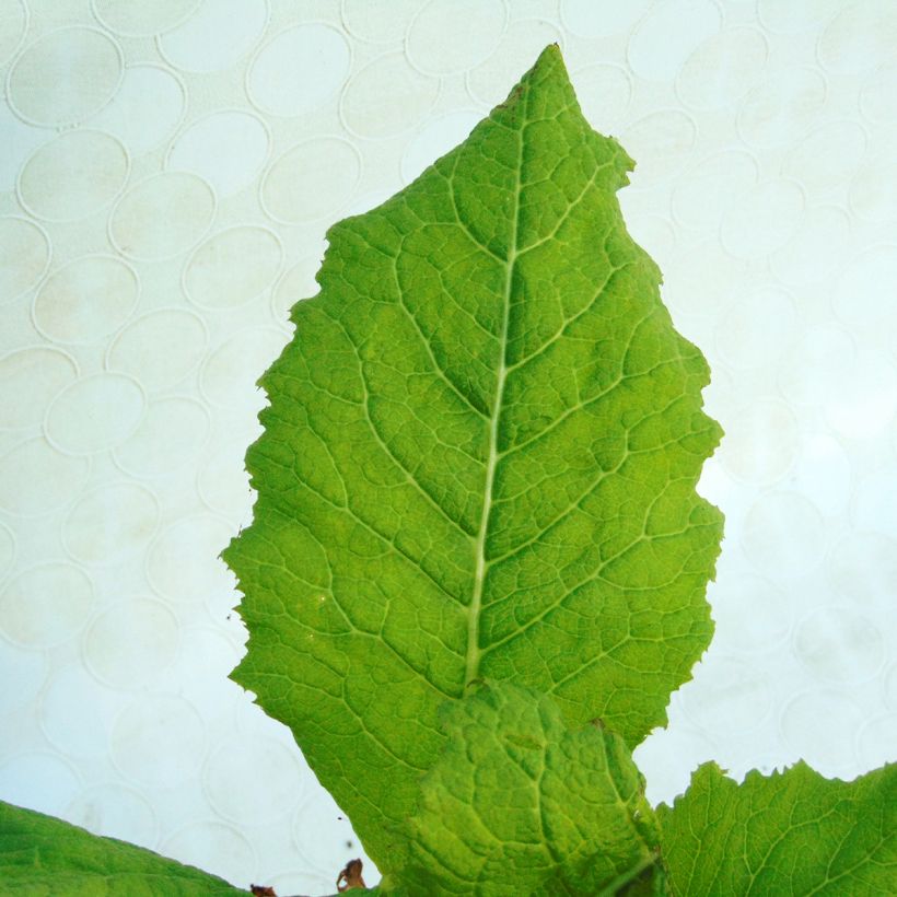 Primula japonica Alba - Japanese Primrose (Foliage)