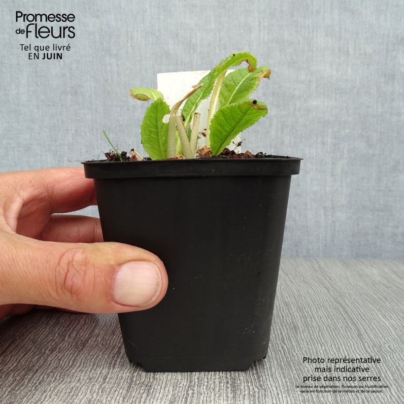 Primula japonica Alba - Japanese Primrose 8/9 cm pot sample as delivered in summer