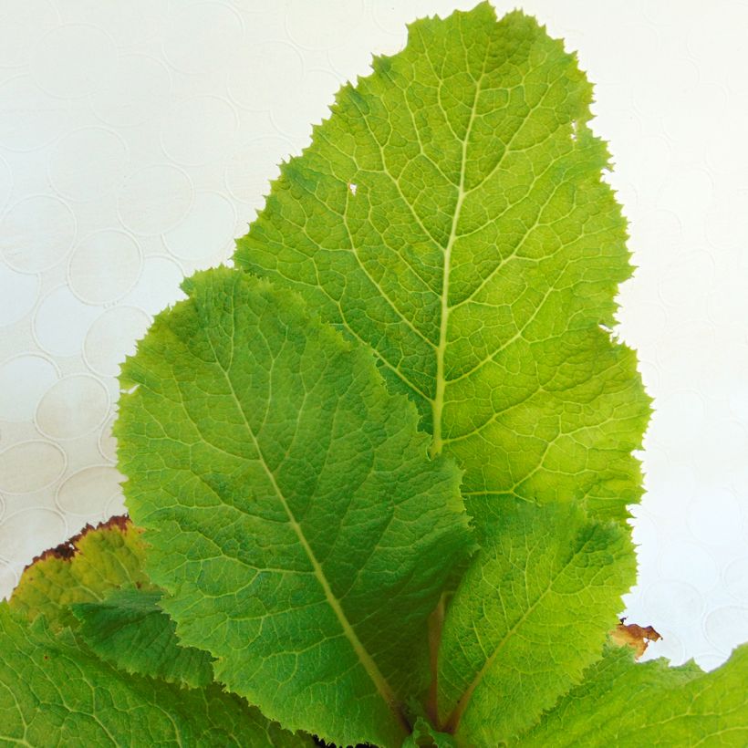 Primula japonica Millers Crimson - Japanese Primrose (Foliage)