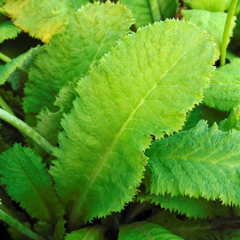 Primula capitata subsp. mooreana - Primrose (Foliage)