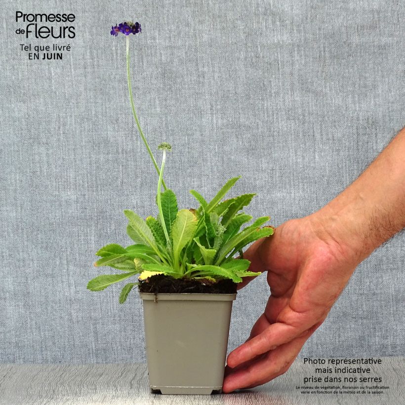 Primula capitata subsp. mooreana - Primrose 8/9 cm pot sample as delivered in summer