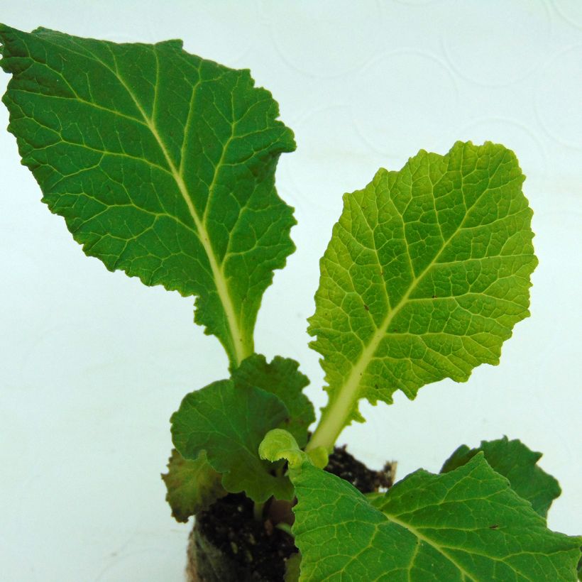 Primula vulgaris Belarina Amethyst Ice- English Primrose (Foliage)