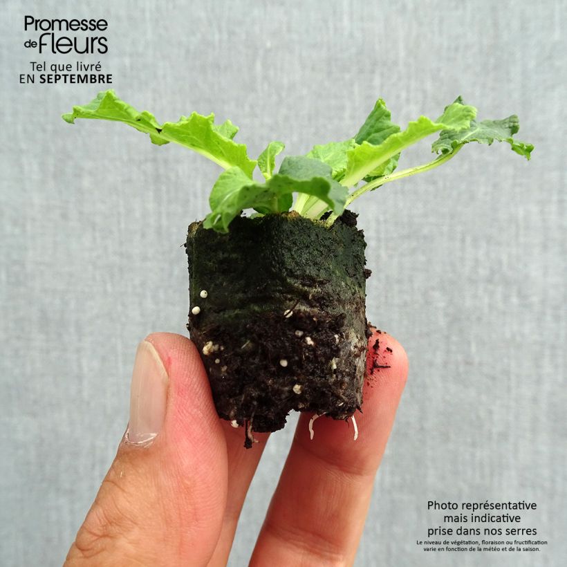 Primula vulgaris Belarina Amethyst Ice- English Primrose Plug plant 3/4cm sample as delivered in autumn