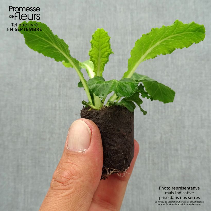 Primula vulgaris Belarina Baltic Blue- English Primrose Plug plant 3/4cm sample as delivered in autumn