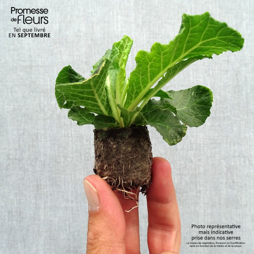 Primula vulgaris Belarina Beaujolais- English Primrose Plug plant 3/4cm sample as delivered in autumn