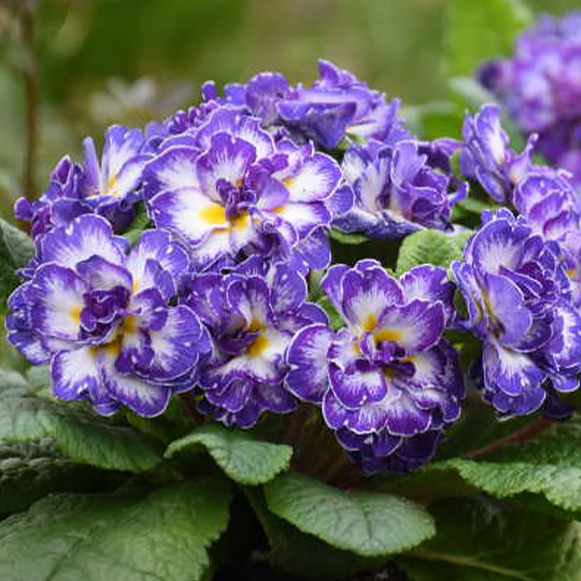 Primula vulgaris Belarina Blue Ripples- English Primrose (Flowering)