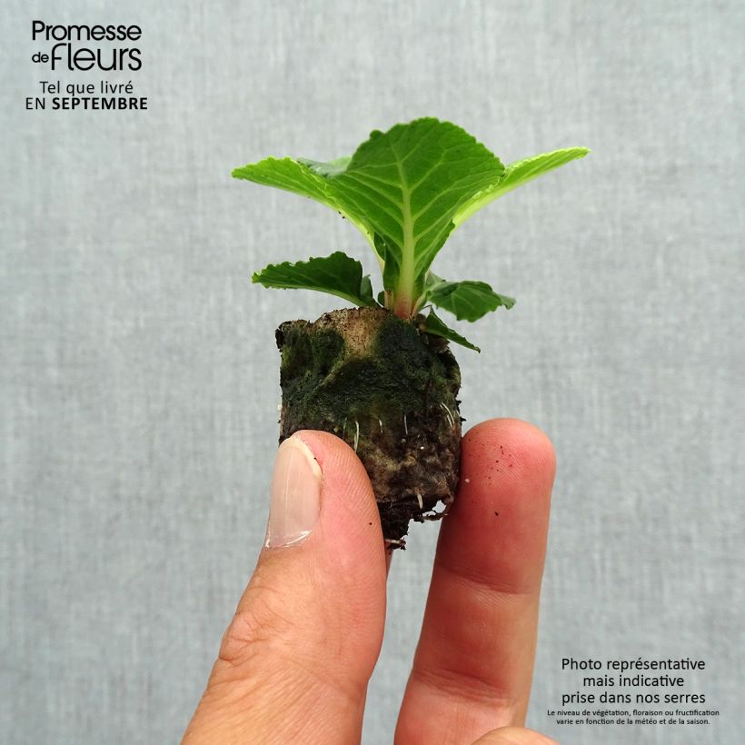Primula vulgaris Belarina Buttercup Yellow - English Primrose Plug plant 3/4cm sample as delivered in autumn