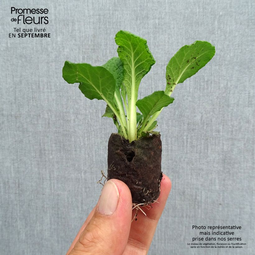 Double Primrose Primula Belarina Carmen - Primula vulgaris Plug plant 3/4cm sample as delivered in autumn