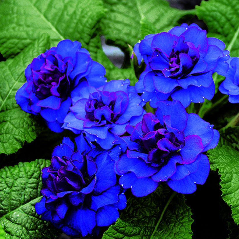 Primula vulgaris Belarina  Cobalt Blue- English Primrose (Flowering)