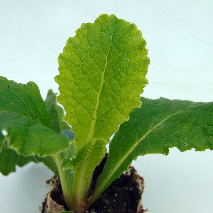 Primula vulgaris Belarina Cobalt Blue- English Primrose (Foliage)