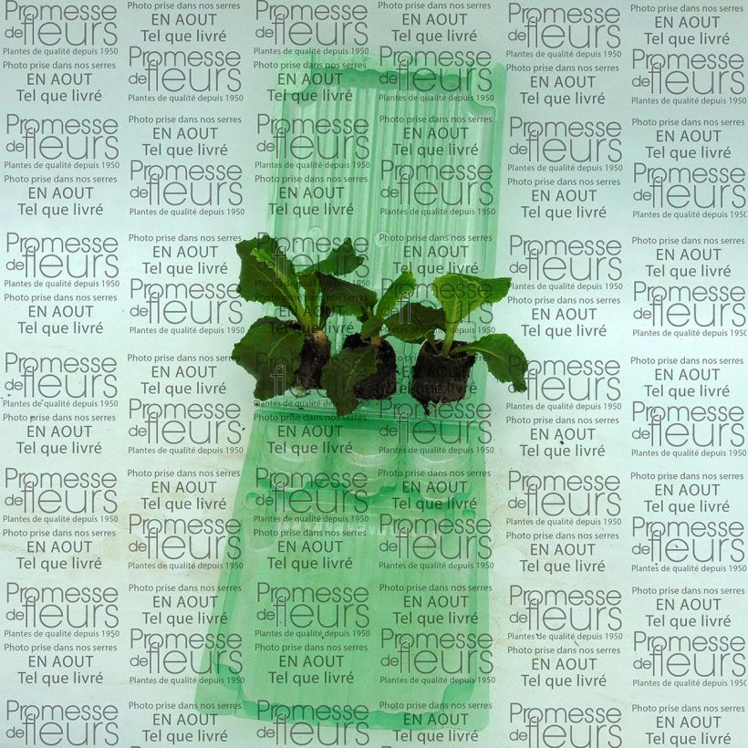 Example of Primula vulgaris Belarina  Cobalt Blue- English Primrose Plug plant 3/4cm specimen as delivered