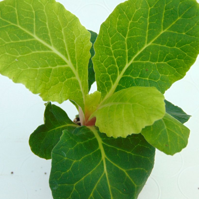 Double Primrose Primula Belarina Cream - Primula vulgaris (Foliage)