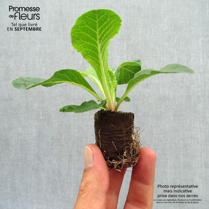Double Primrose Primula Belarina Cream - Primula vulgaris Plug plant 3/4cm sample as delivered in autumn