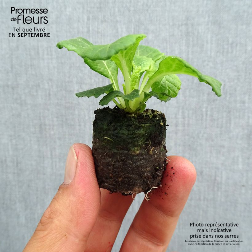 Primula vulgaris Belarina Lively Lilac- English Primrose Plug plant 3/4cm sample as delivered in autumn