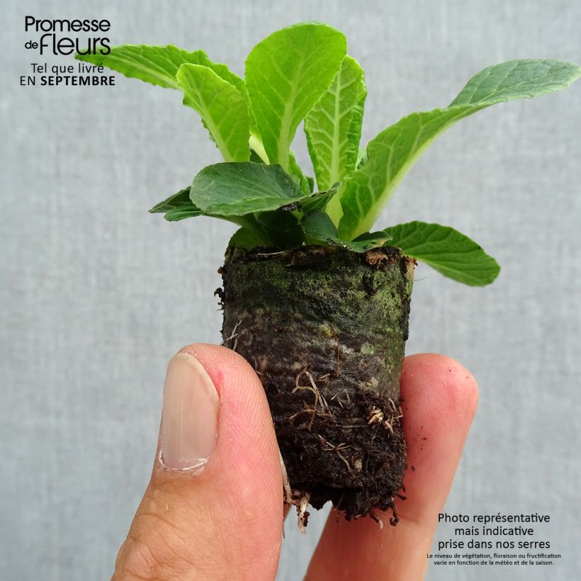Primula vulgaris Belarina Nectarine- English Primrose Plug plant 3/4cm sample as delivered in autumn