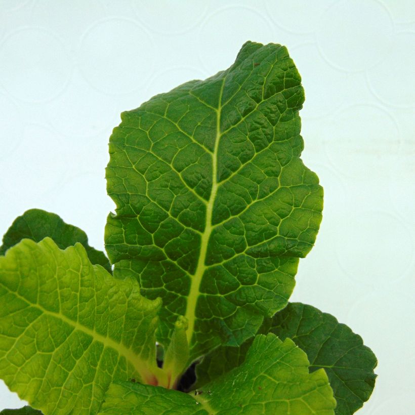 Primula vulgaris Belarina Pink Champagne - English Primrose (Foliage)