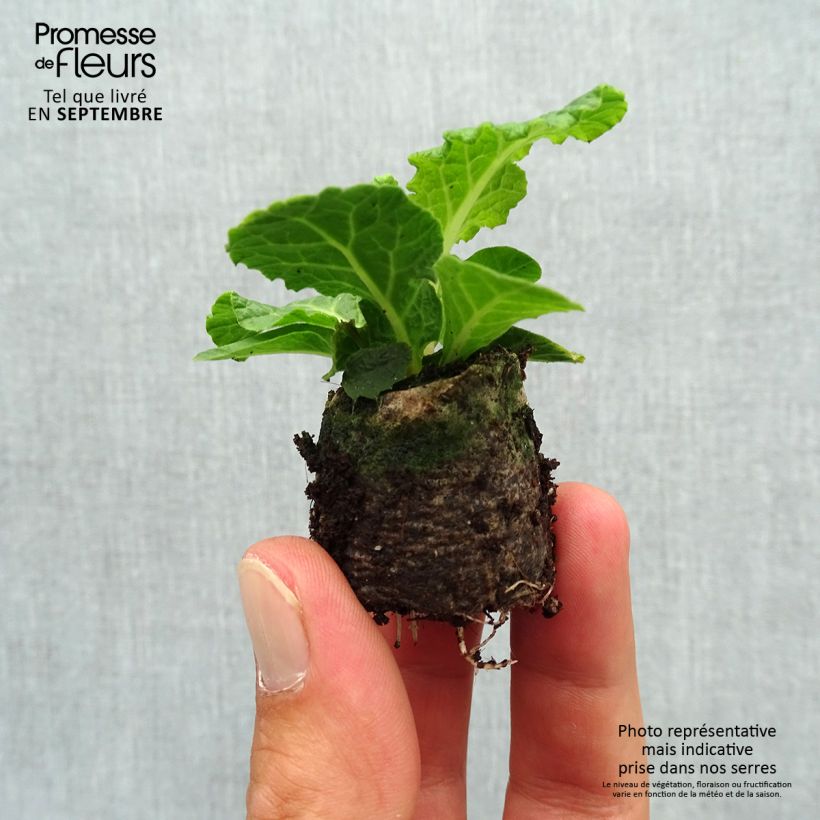 Primula vulgaris Belarina Pink Champagne - English Primrose Plug plant 3/4cm sample as delivered in autumn