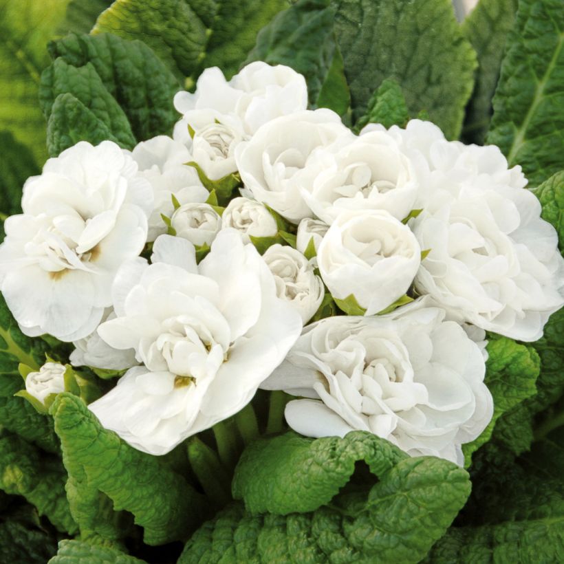 Primula vulgaris Belarina Snow- English Primrose (Flowering)