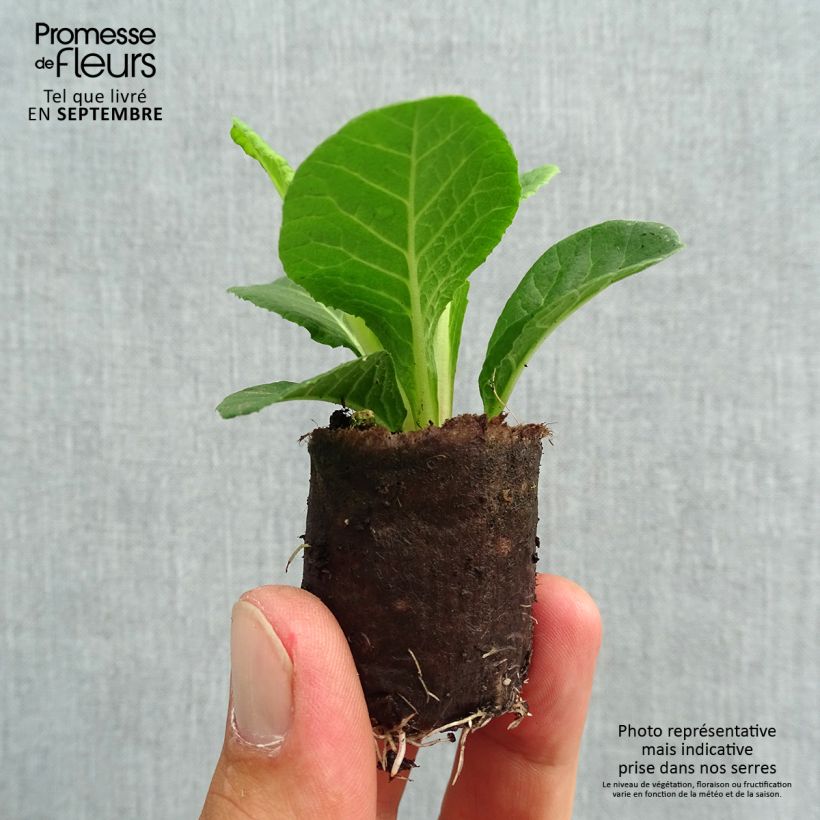 Primula vulgaris Belarina Valentine- English Primrose Plug plant 3/4cm sample as delivered in autumn