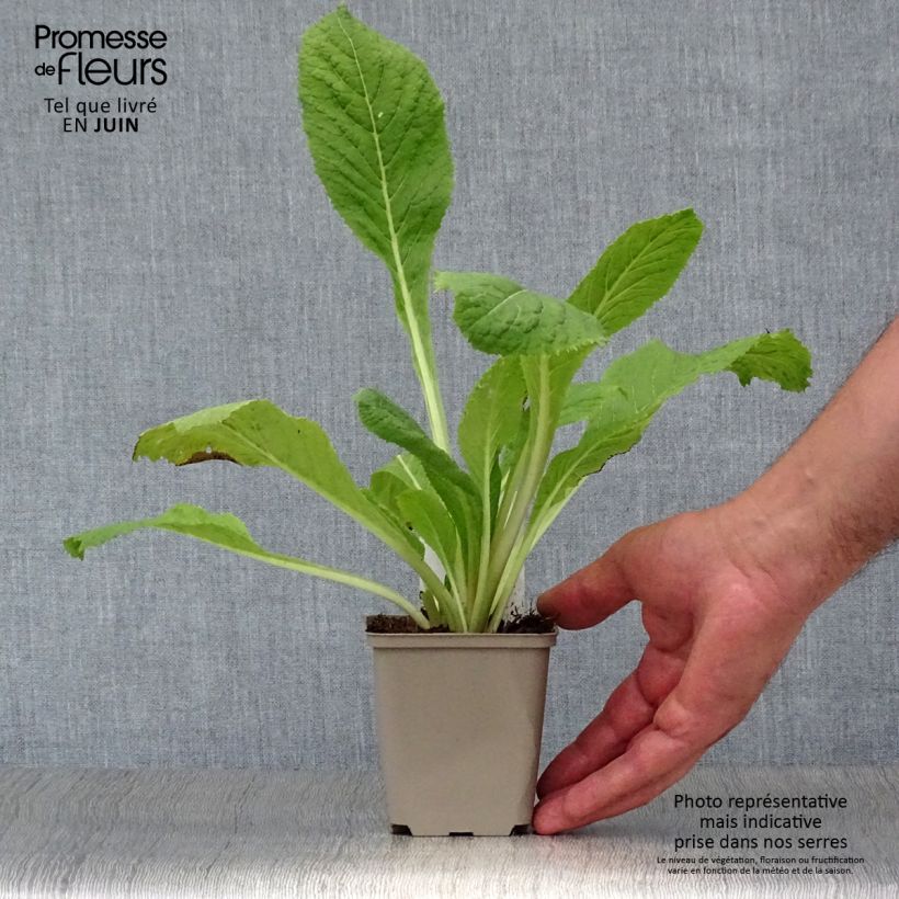 Primula japonica Apple Blossom - Japanese Primrose 8/9 cm pot sample as delivered in summer