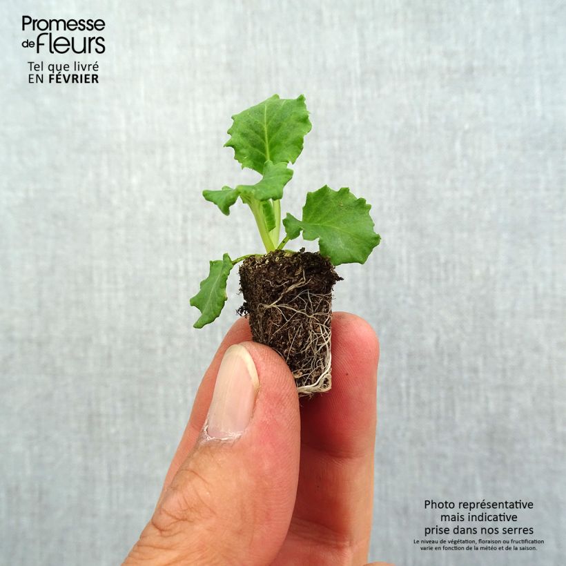 Primula vulgaris Flamenco Fire- English Primrose Plug plant 1.5/2.5 cm sample as delivered in autumn