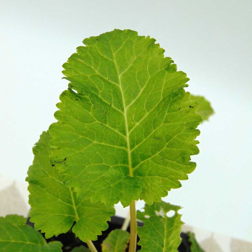 Primula florindae - Primrose (Foliage)