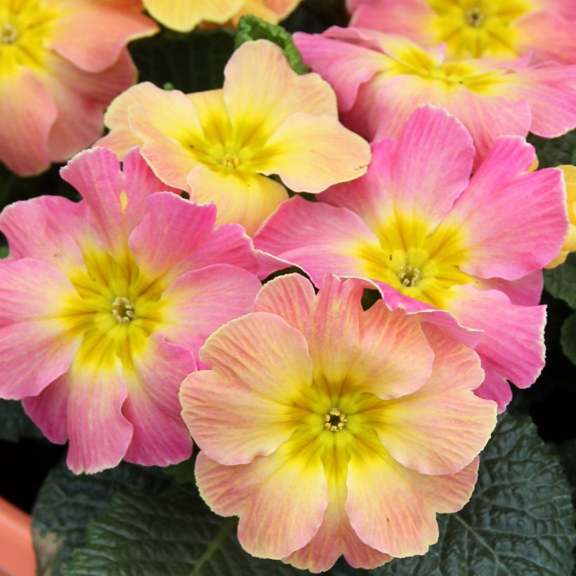 Primula hybrida Chameleon F1 - Primrose (Flowering)