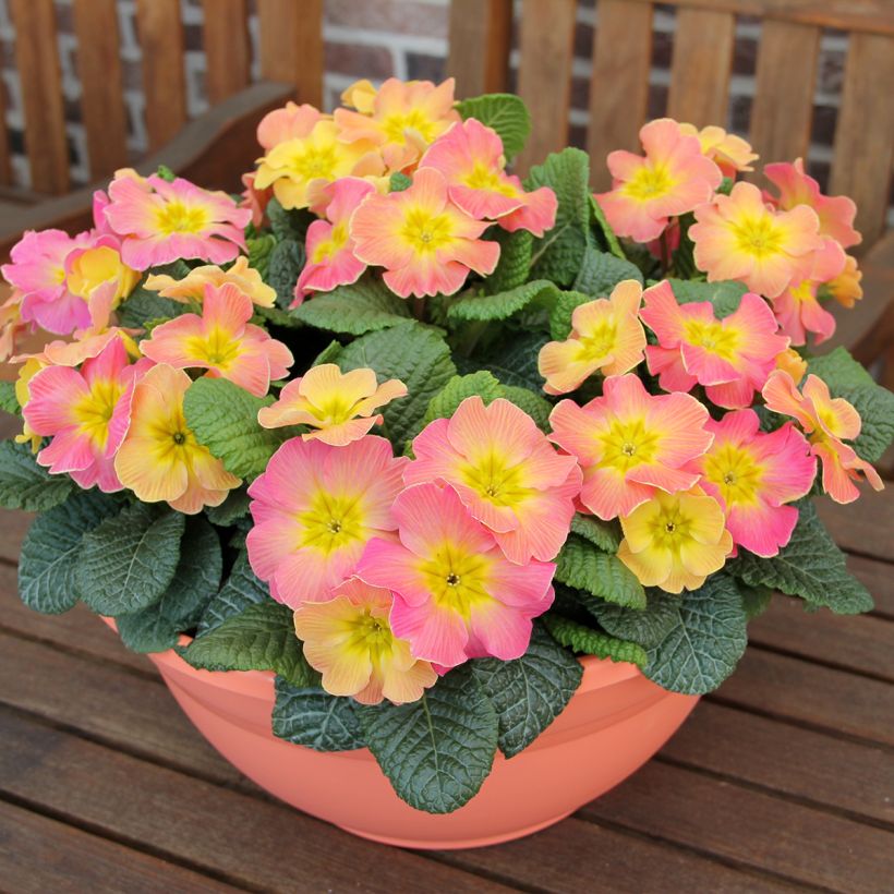Primula hybrida Chameleon F1 - Primrose (Plant habit)
