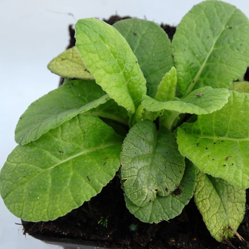 Primula polyanthus Dark Rosaleen - Hose-in-hose (Foliage)