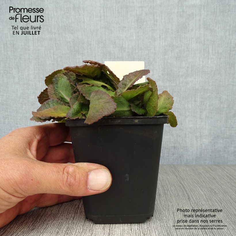Primula polyanthus Dark Rosaleen - Hose-in-hose 8/9 cm pot sample as delivered in summer