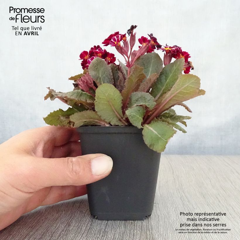 Primula polyanthus Dark Rosaleen - Hose-in-hose sample as delivered in spring