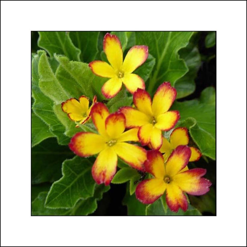 Primula polyanthus Oak Leaf Yellow Picotee - Hose-in-hose (Flowering)