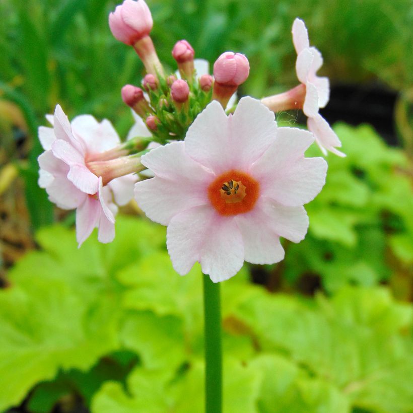 Primula japonica Apple Blossom - Japanese Primrose (Flowering)