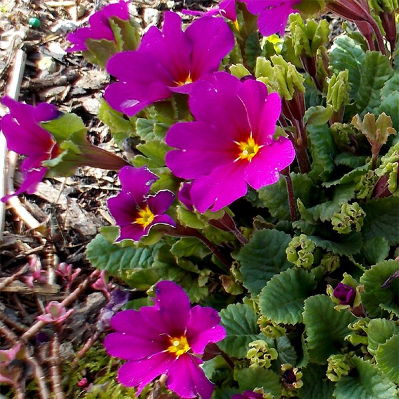 Primula juliae Wanda - Primrose (Flowering)