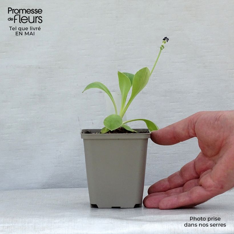 Primula x pubescens Mix - Tyrol Primrose sample as delivered in spring