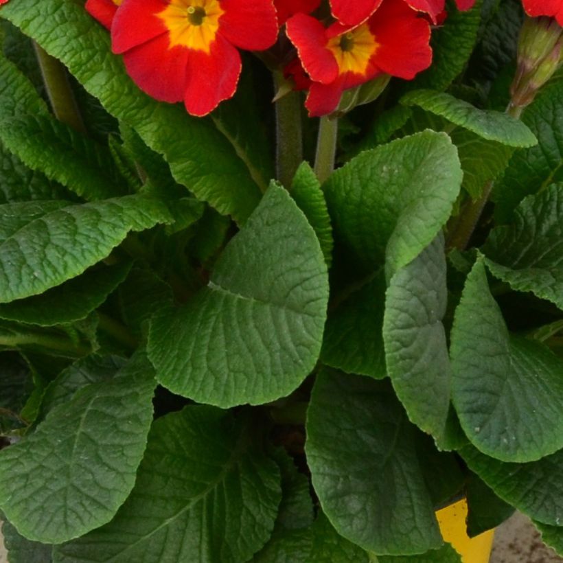 Primula elatior Colibri Red Shades - Oxlip (Foliage)